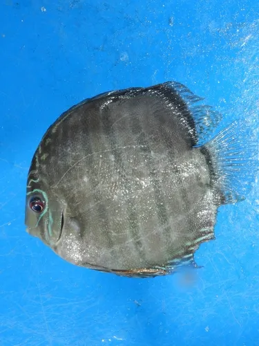 Miniatura: Symphysodon (Symphysodon spp.)