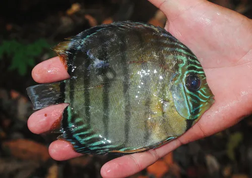 Miniatura: Symphysodon (Symphysodon spp.)