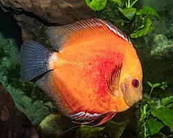 Miniatura: Symphysodon (Symphysodon spp.)