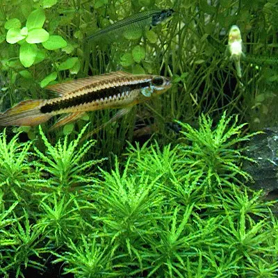 Miniatura: Taeniacara (Taeniacara spp.)