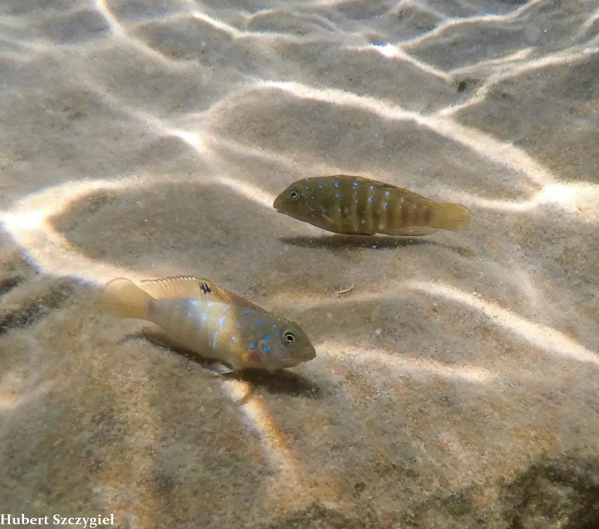 Tanganicodus (Tanganicodus spp.)