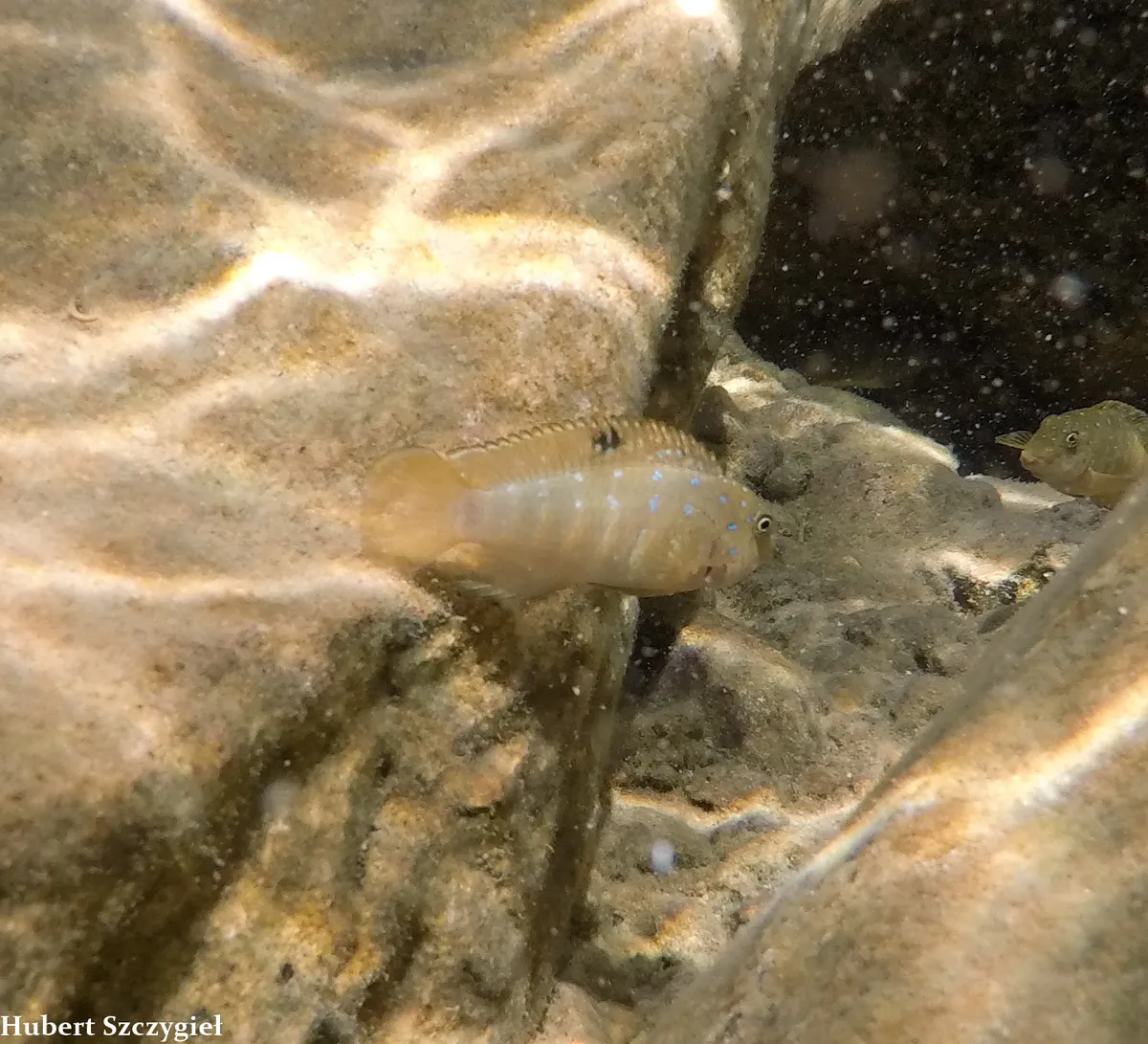 Miniatura: Tanganicodus (Tanganicodus spp.)