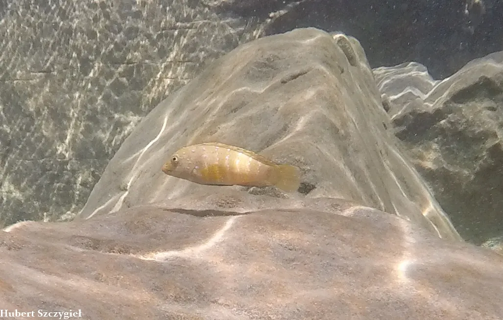 Miniatura: Tanganicodus (Tanganicodus spp.)