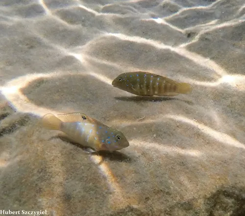Miniatura: Tanganicodus (Tanganicodus spp.)