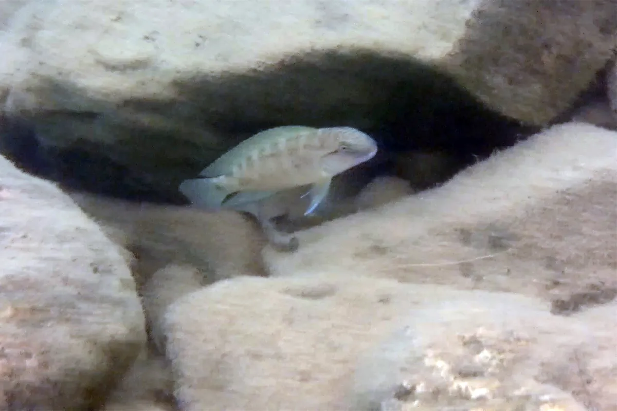Telmatochromis (Telmatochromis spp.)