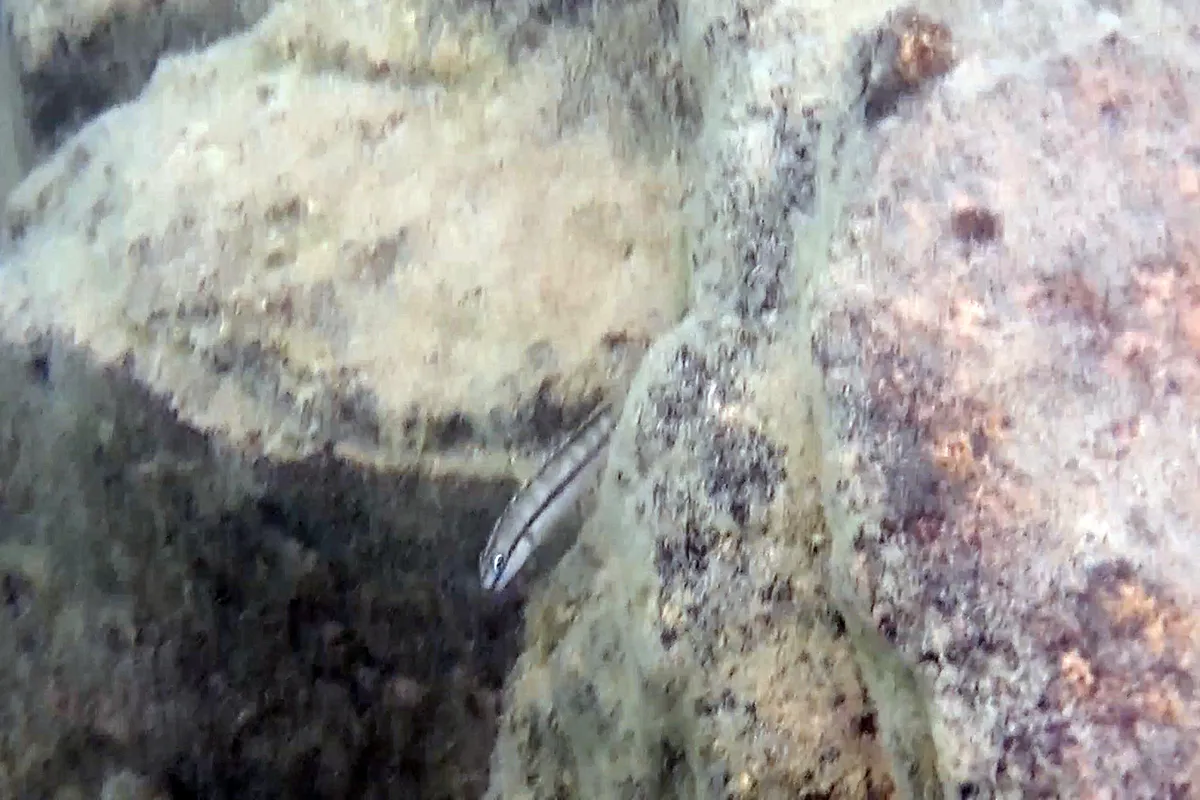 Miniatura: Telmatochromis (Telmatochromis spp.)