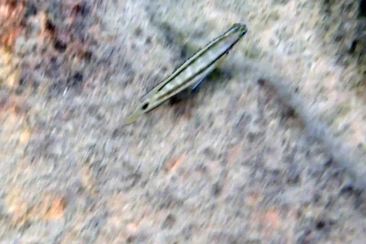 Miniatura: Telmatochromis (Telmatochromis spp.)