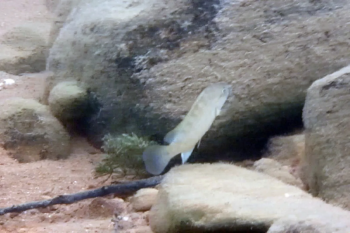 Miniatura: Telmatochromis (Telmatochromis spp.)