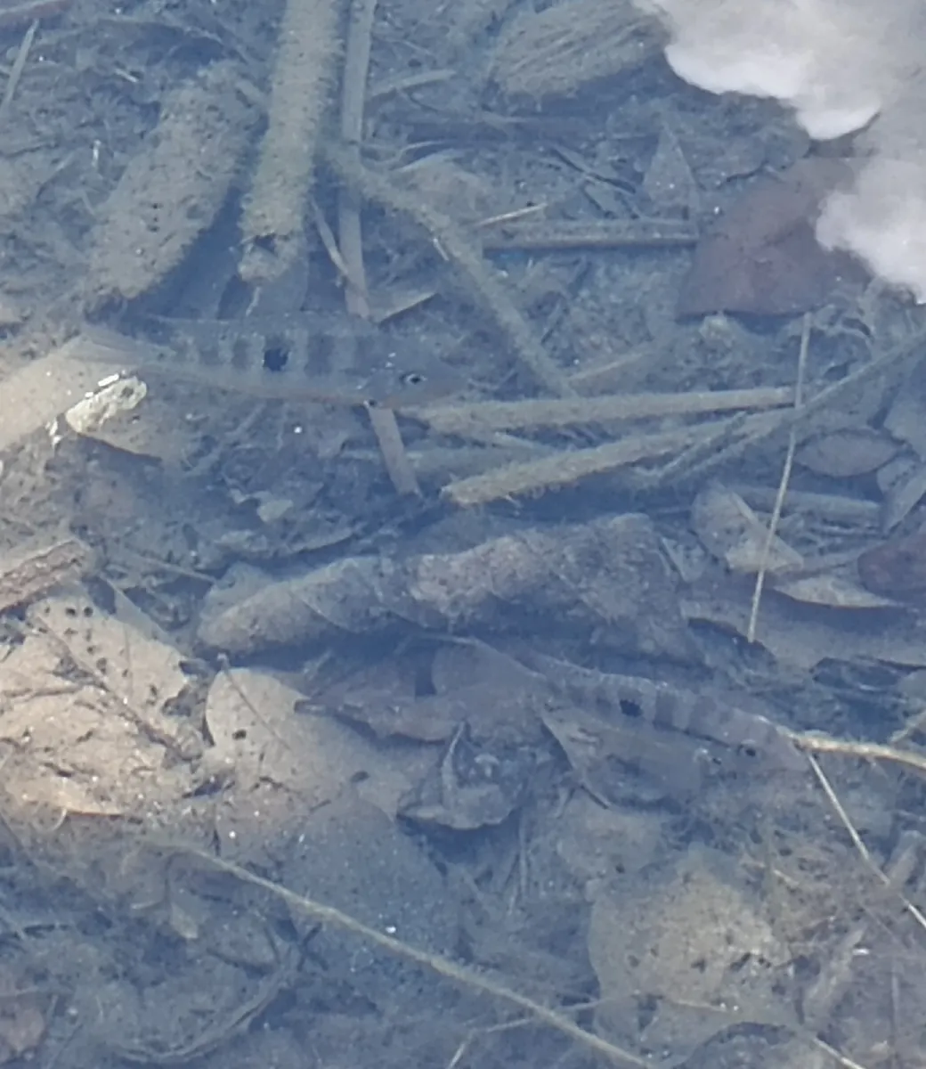 Thorichthys (Thorichthys spp.)