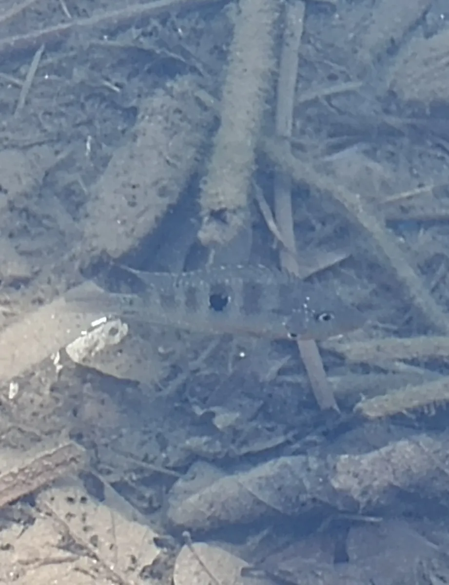 Miniatura: Thorichthys (Thorichthys spp.)