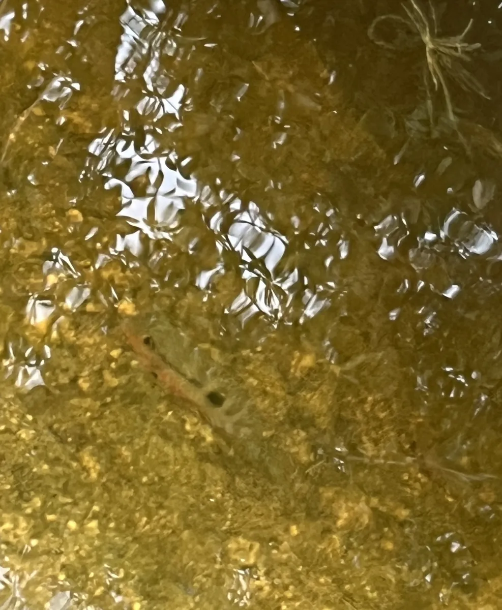 Miniatura: Thorichthys (Thorichthys spp.)