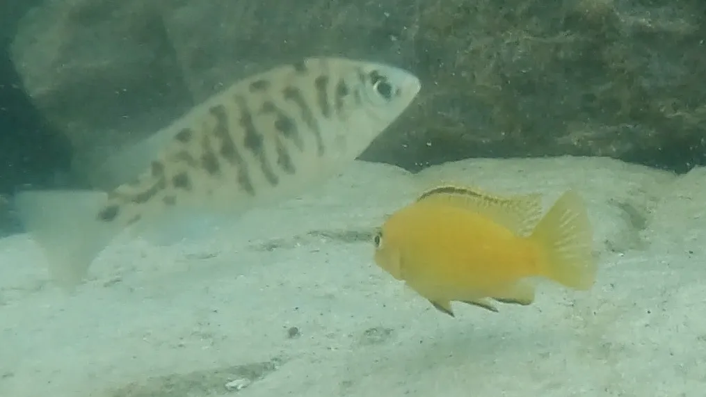 Miniatura: Tropheops (Tropheops spp.)