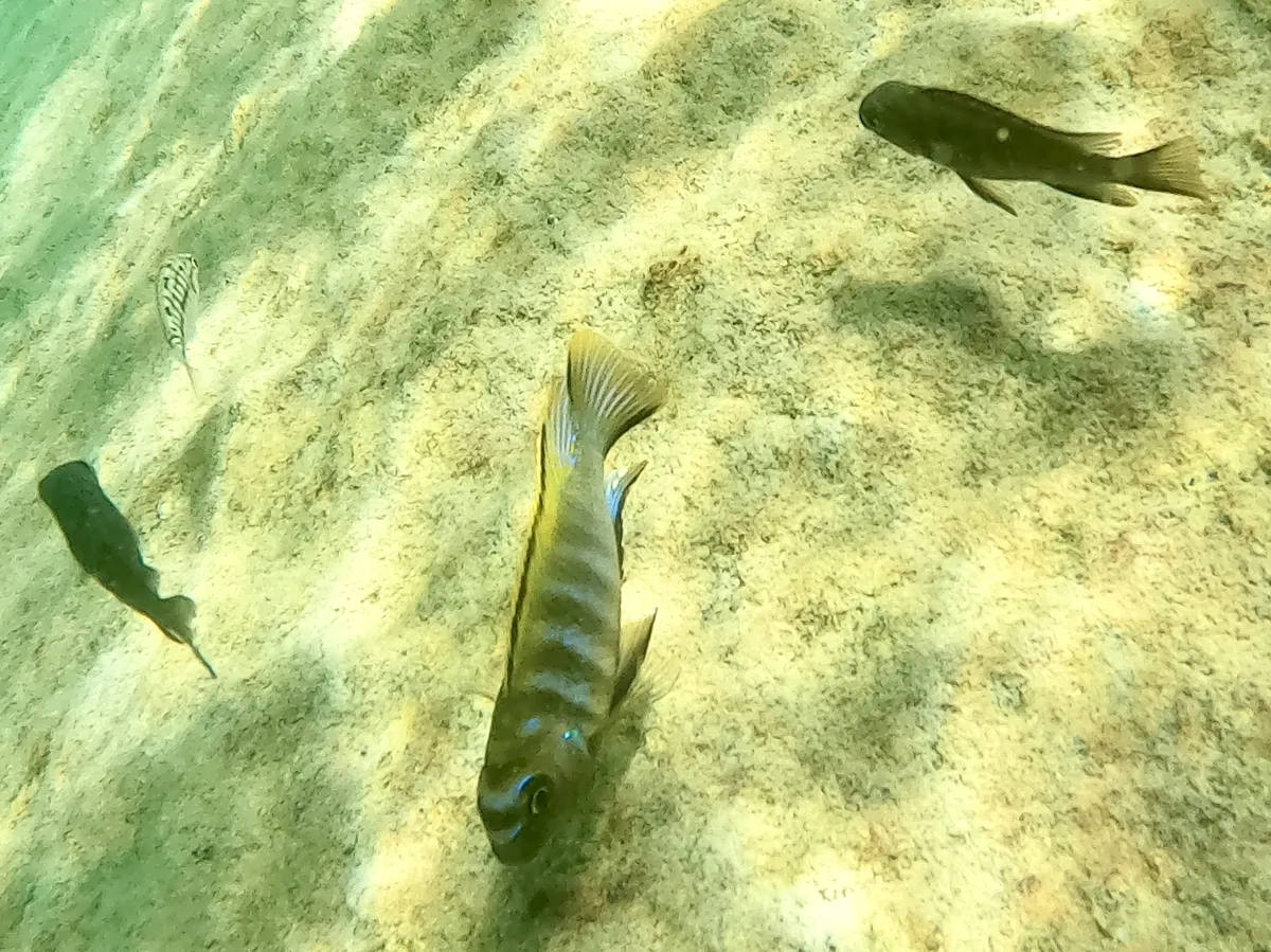 Miniatura: Tropheops (Tropheops spp.)