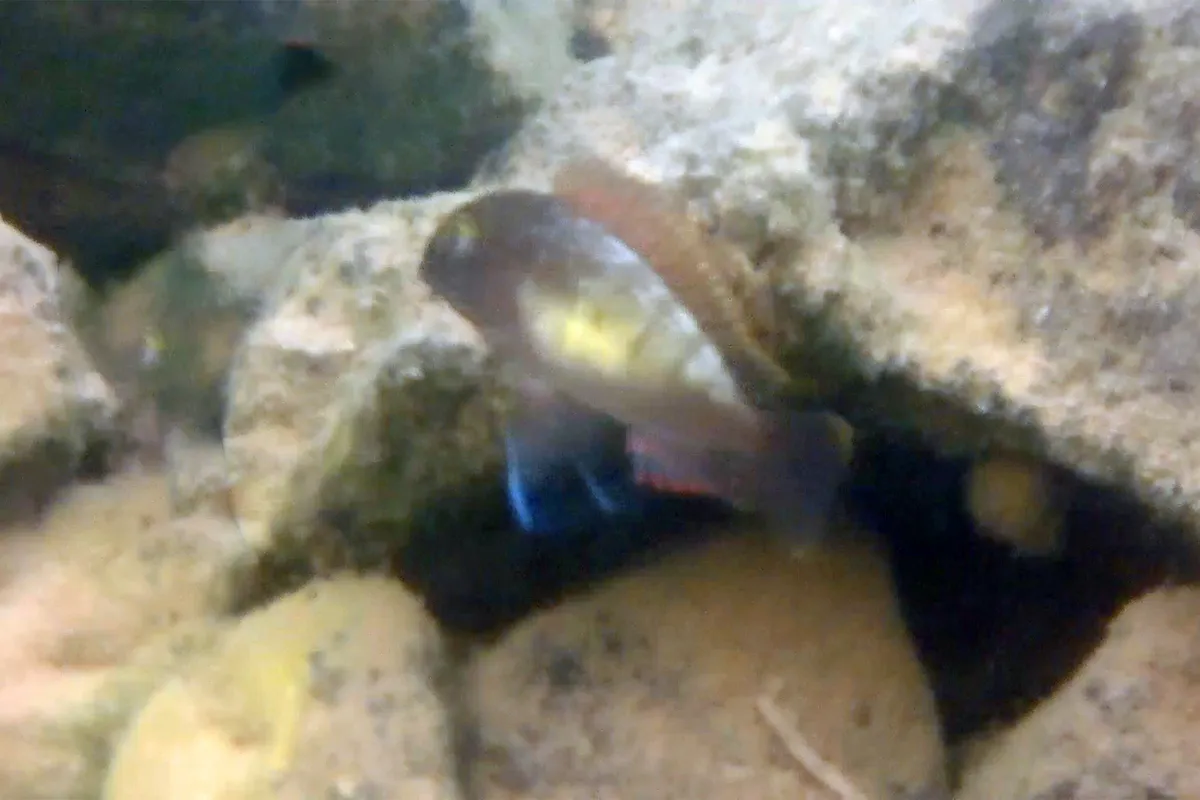 Tropheus (Tropheus spp.)