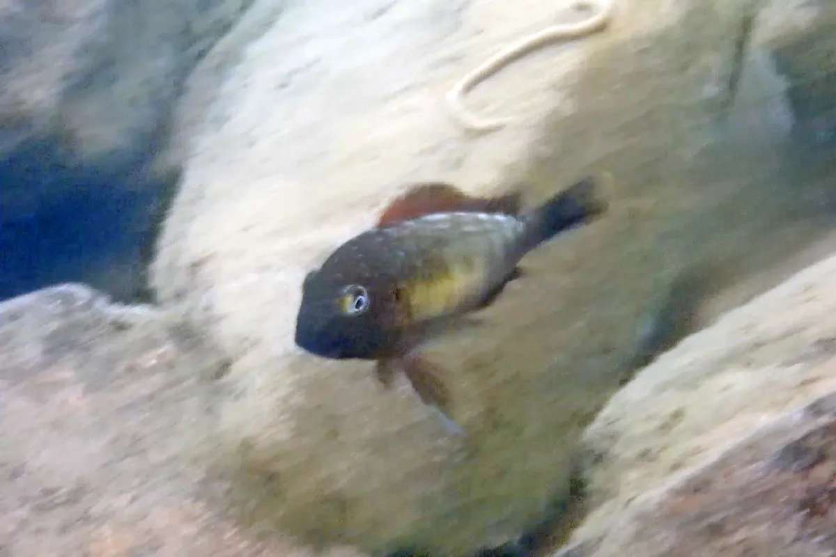 Miniatura: Tropheus (Tropheus spp.)