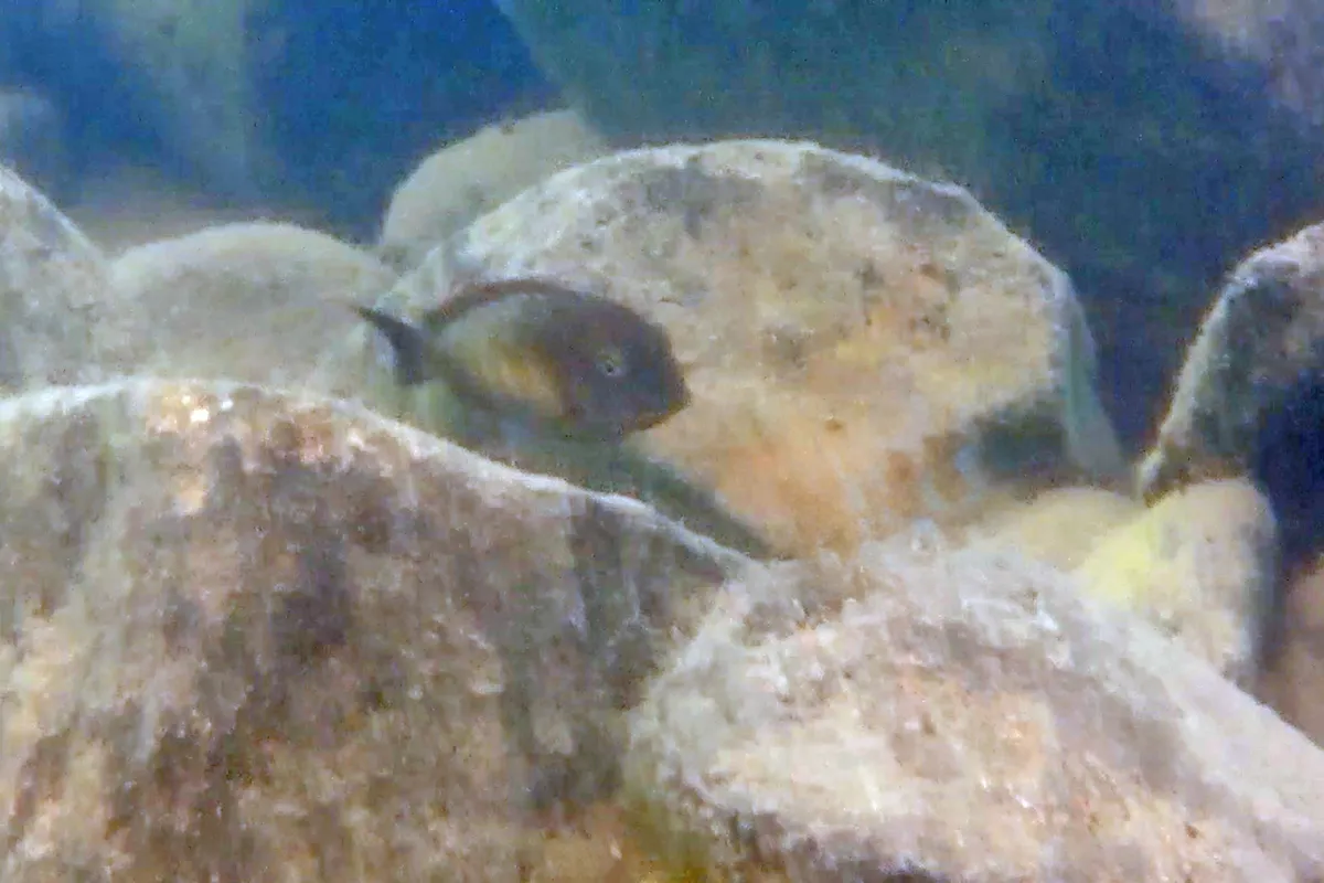 Miniatura: Tropheus (Tropheus spp.)