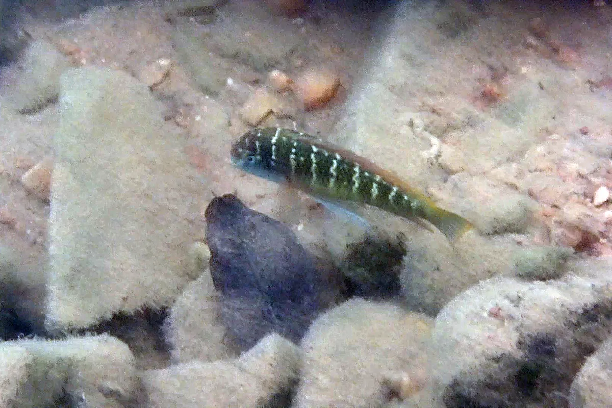 Miniatura: Tropheus (Tropheus spp.)
