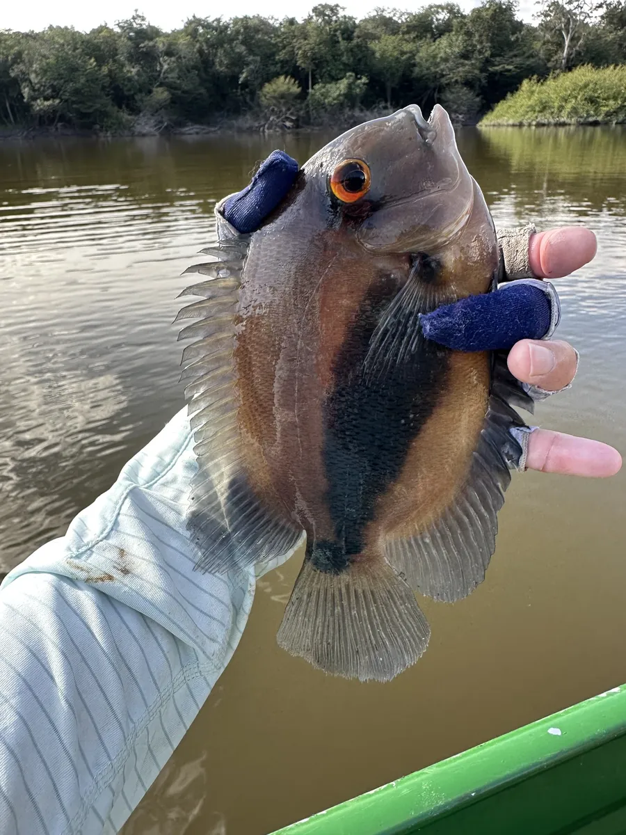 Uaru (Uaru spp.)