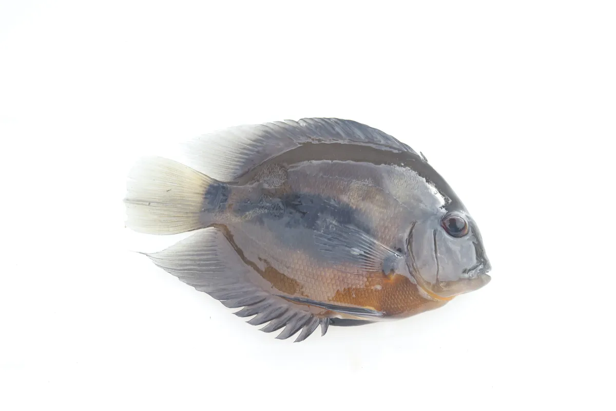 Miniatura: Uaru (Uaru spp.)