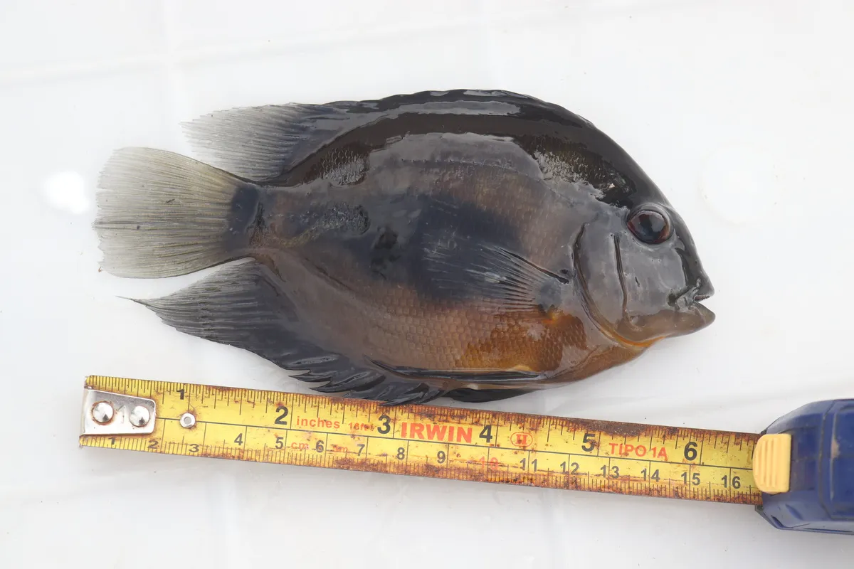 Miniatura: Uaru (Uaru spp.)