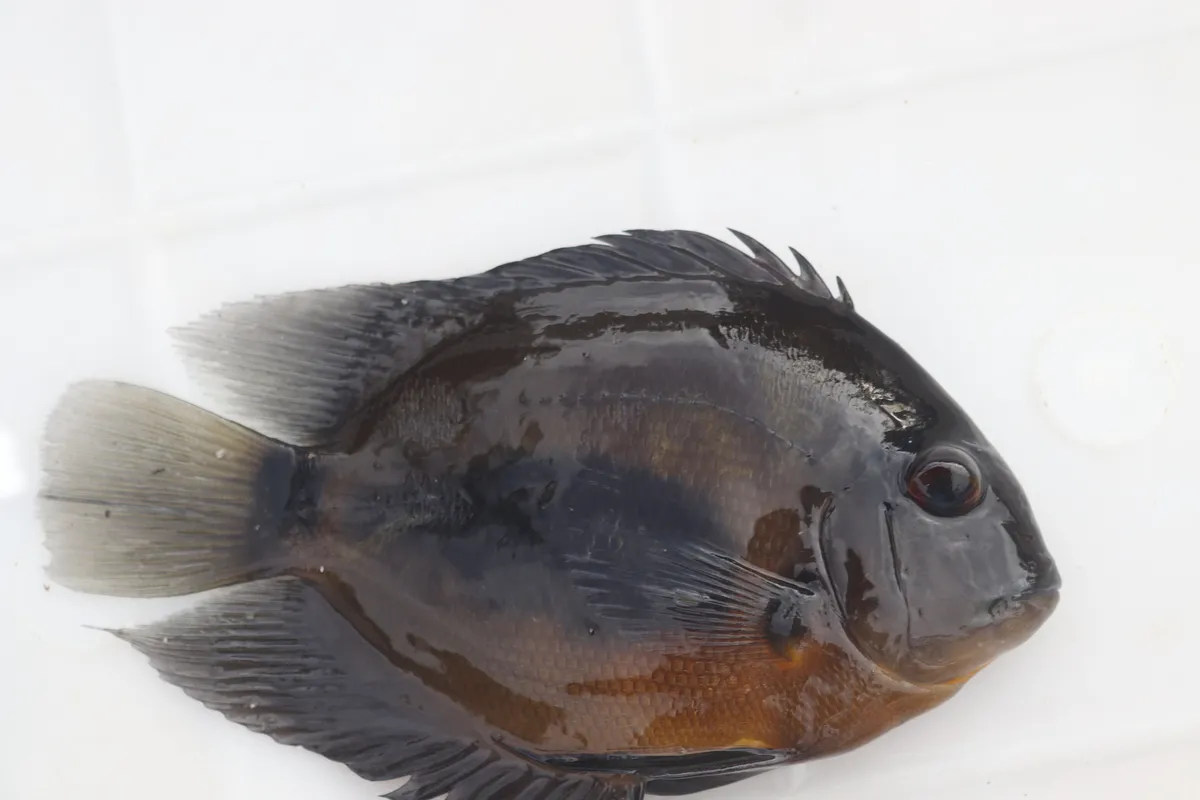 Miniatura: Uaru (Uaru spp.)