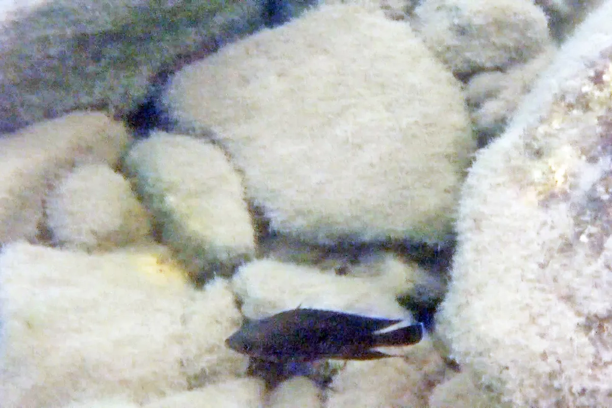 Variabilichromis (Variabilichromis spp.)