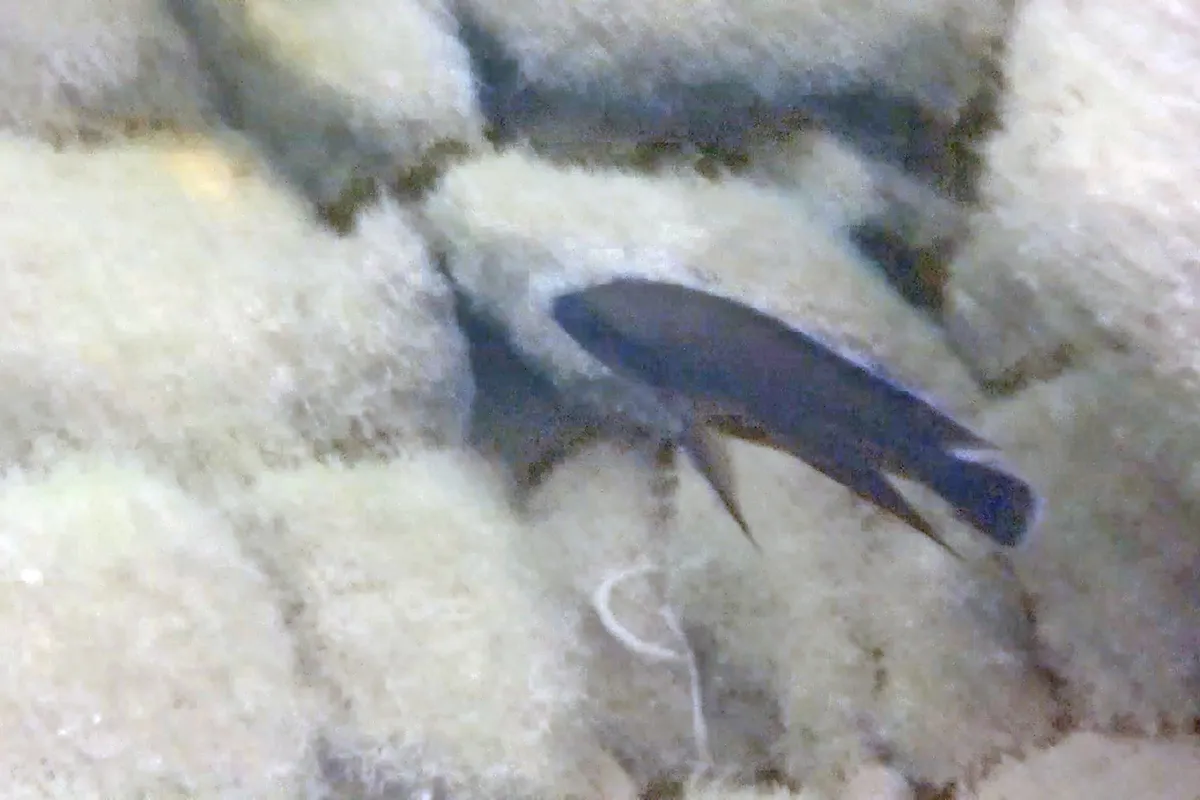 Miniatura: Variabilichromis (Variabilichromis spp.)