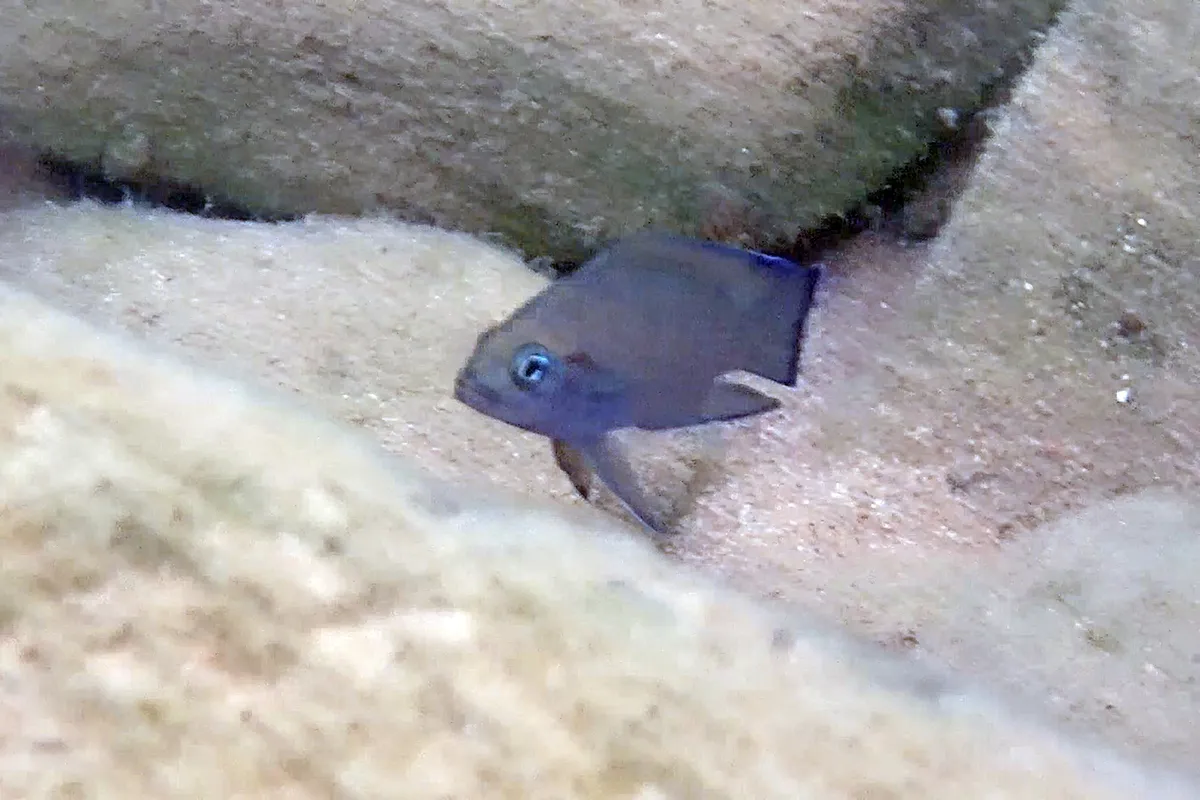 Miniatura: Variabilichromis (Variabilichromis spp.)