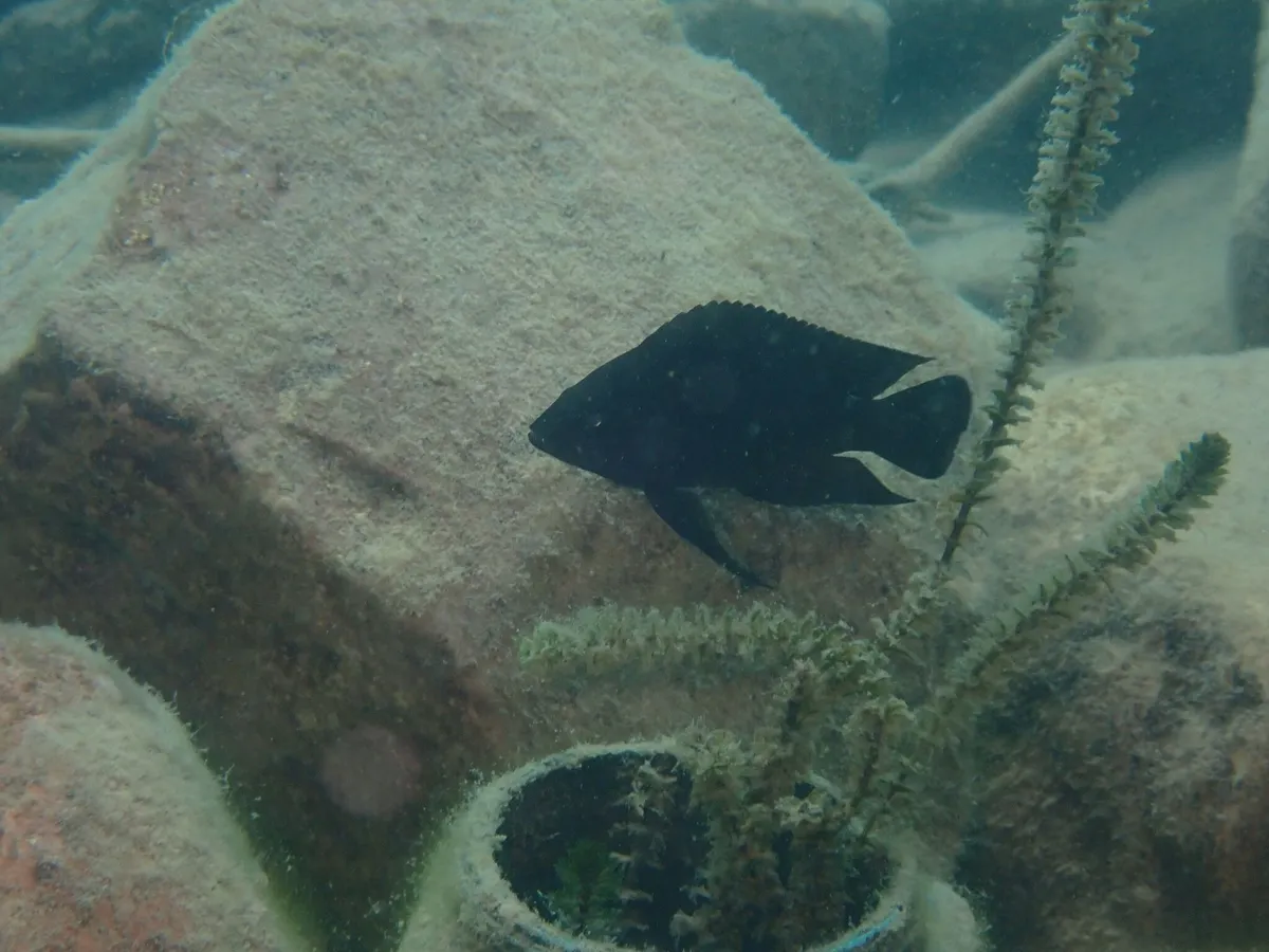 Miniatura: Variabilichromis (Variabilichromis spp.)