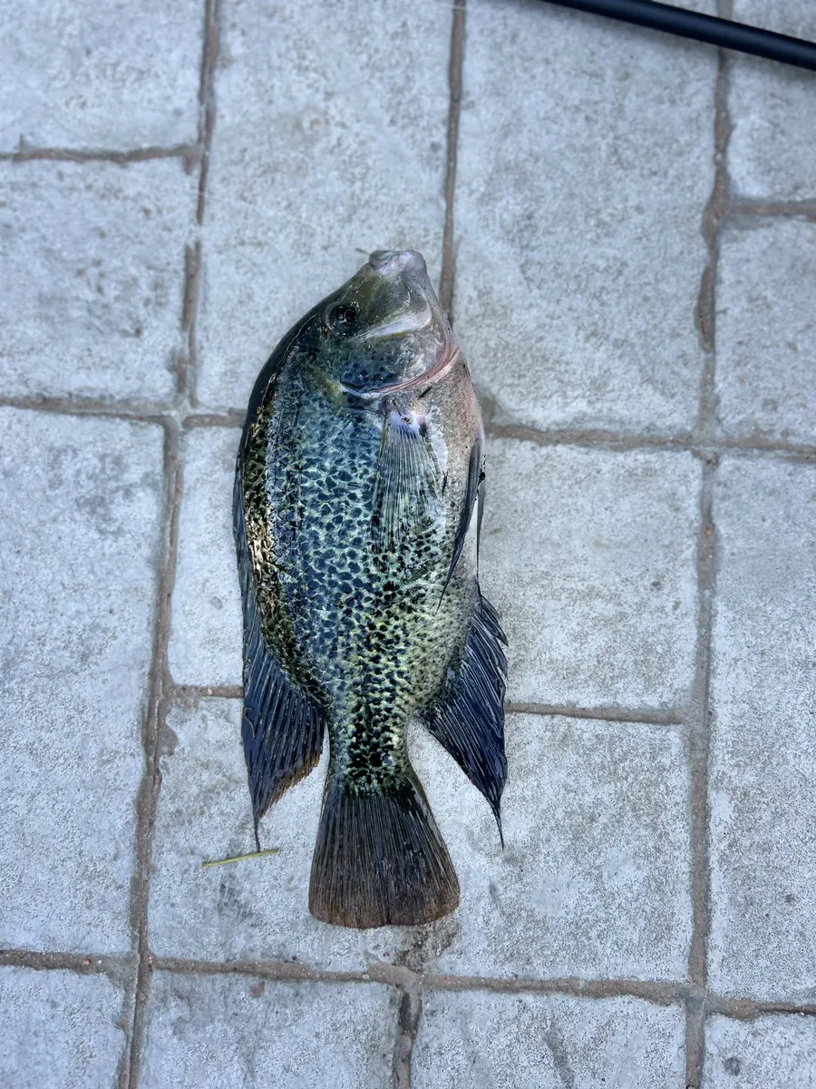 Vieja (Vieja spp.)