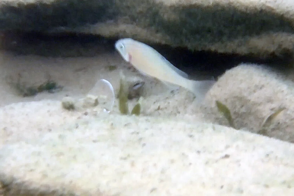 Xenotilapia (Xenotilapia spp.)