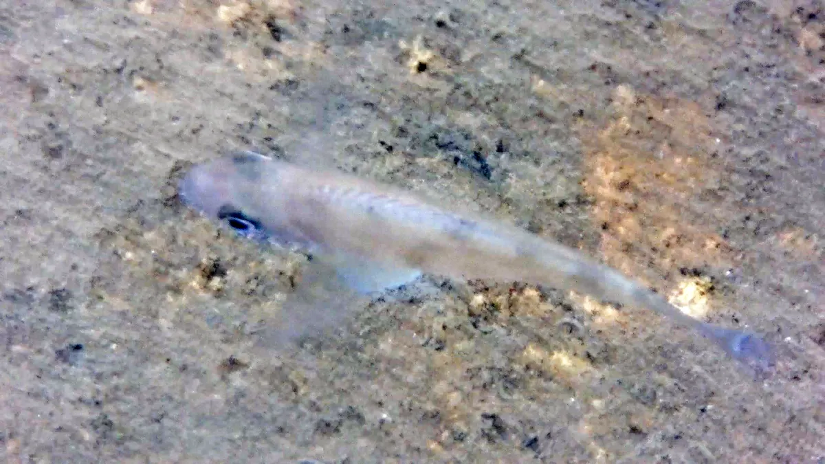 Miniatura: Xenotilapia (Xenotilapia spp.)