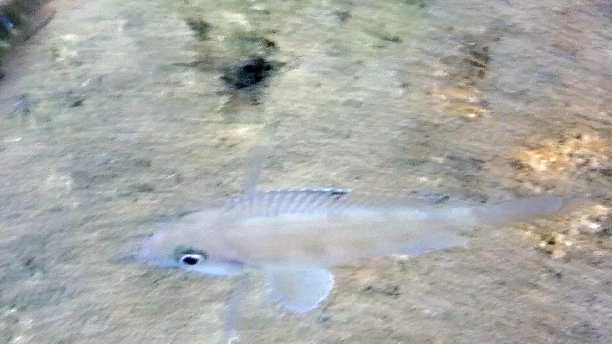 Miniatura: Xenotilapia (Xenotilapia spp.)