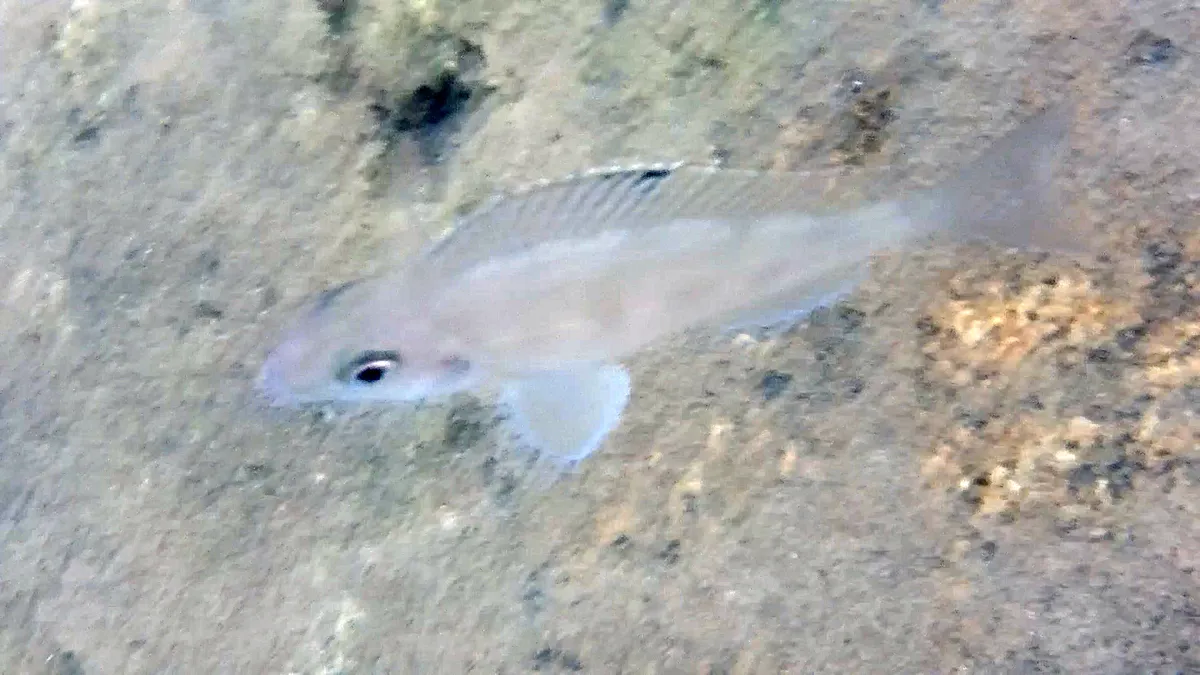 Miniatura: Xenotilapia (Xenotilapia spp.)