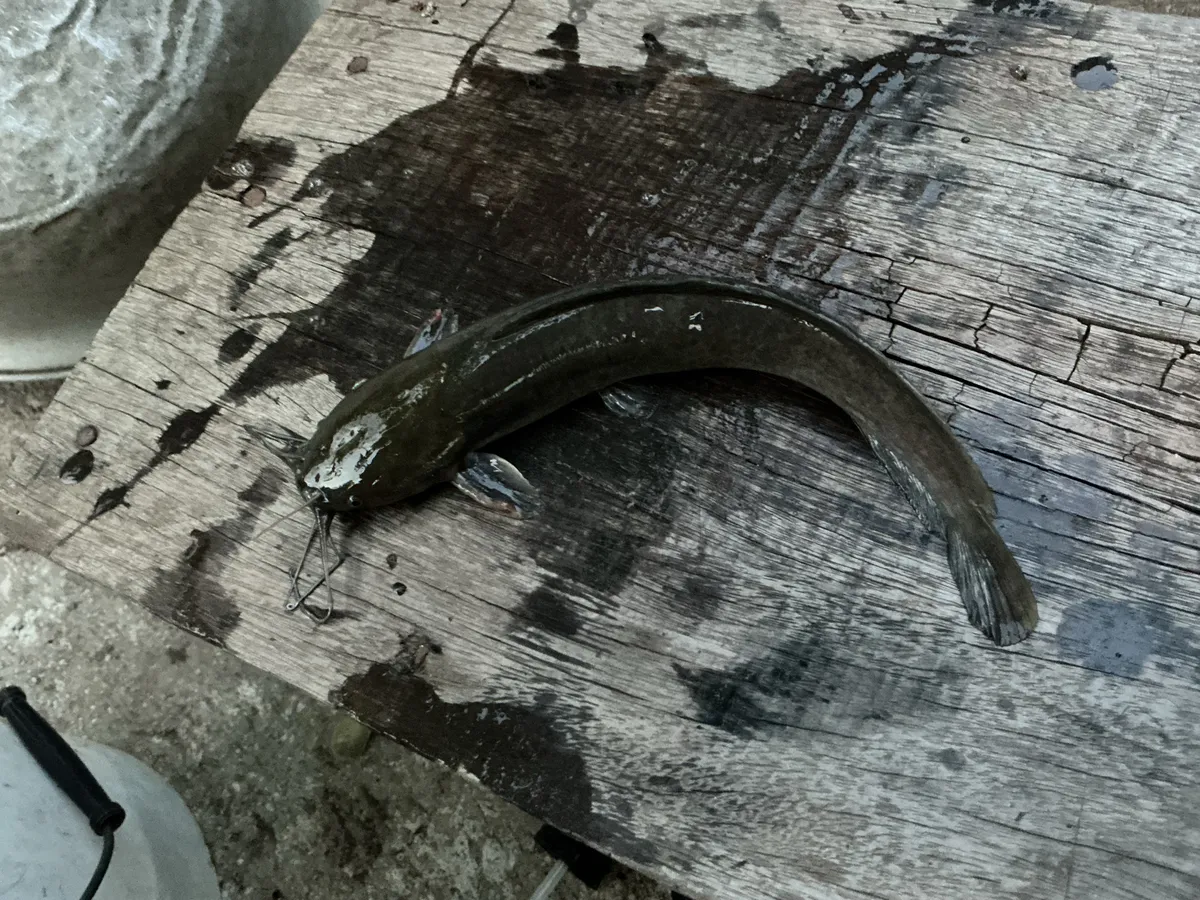 Miniatura: Clarias (Clarias spp.)
