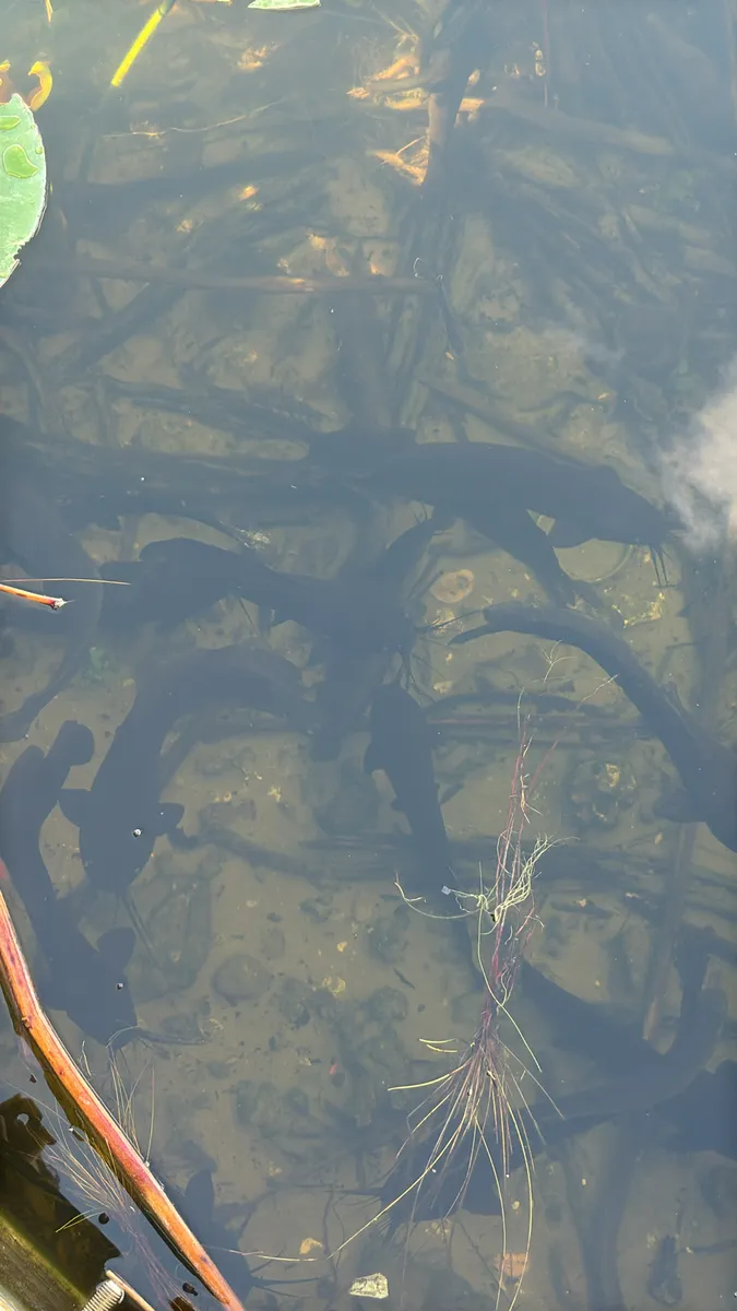 Miniatura: Clarias (Clarias spp.)