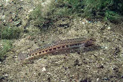Cobitis (Cobitis spp.)