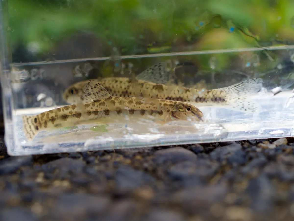 Miniatura: Cobitis (Cobitis spp.)