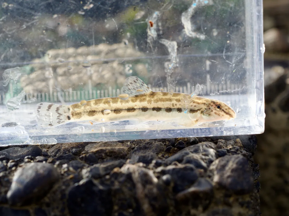 Miniatura: Cobitis (Cobitis spp.)