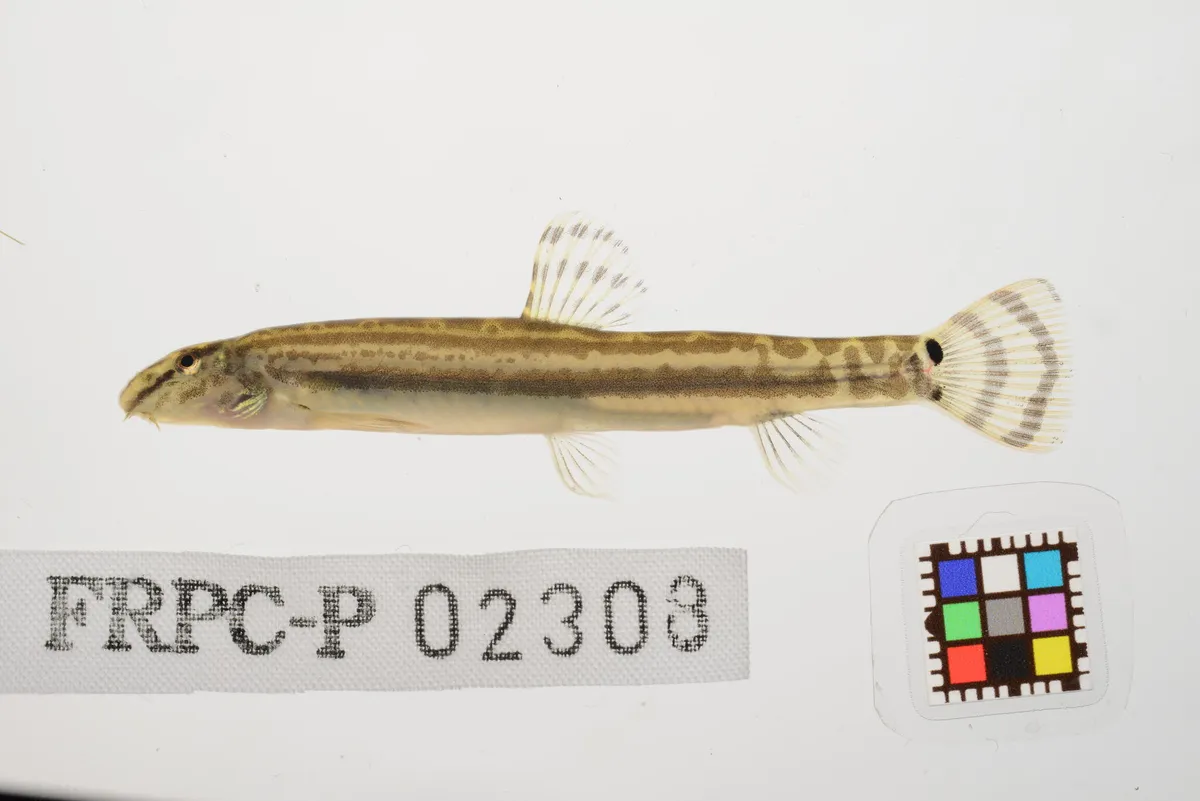 Miniatura: Cobitis (Cobitis spp.)
