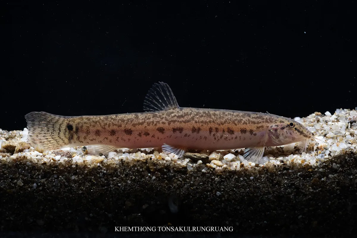Lepidocephalichthys (Lepidocephalichthys spp.)