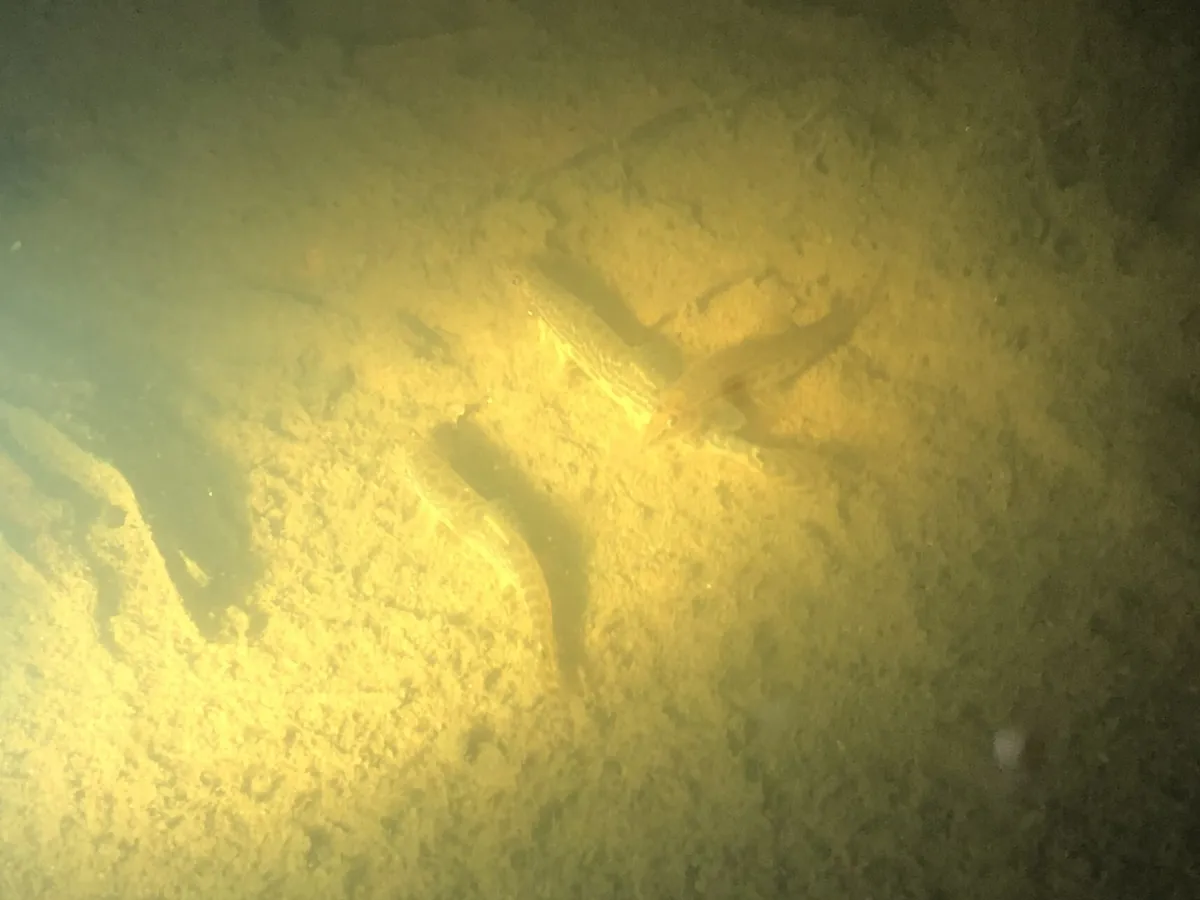 Miniatura: Lepidocephalichthys (Lepidocephalichthys spp.)