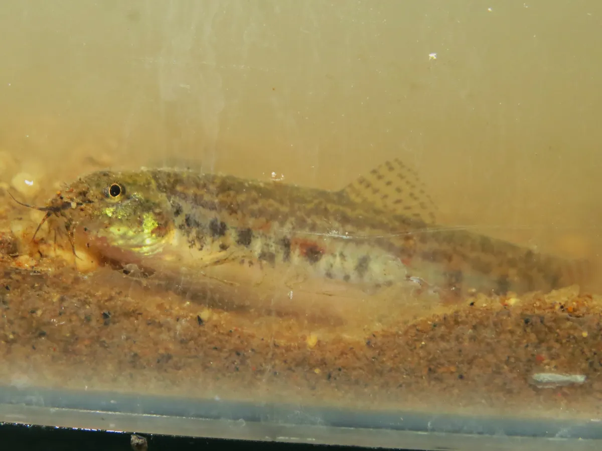 Miniatura: Lepidocephalichthys (Lepidocephalichthys spp.)