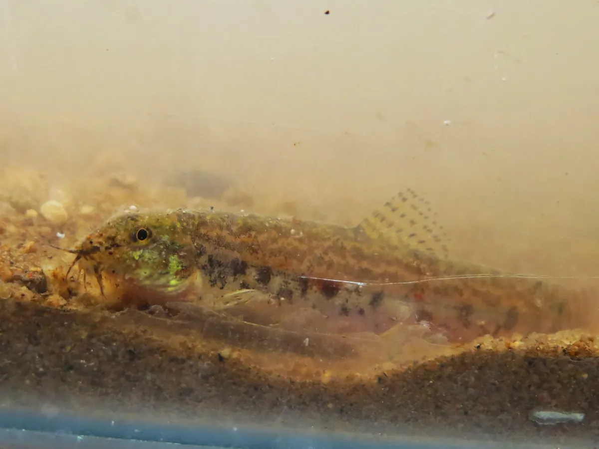 Miniatura: Lepidocephalichthys (Lepidocephalichthys spp.)