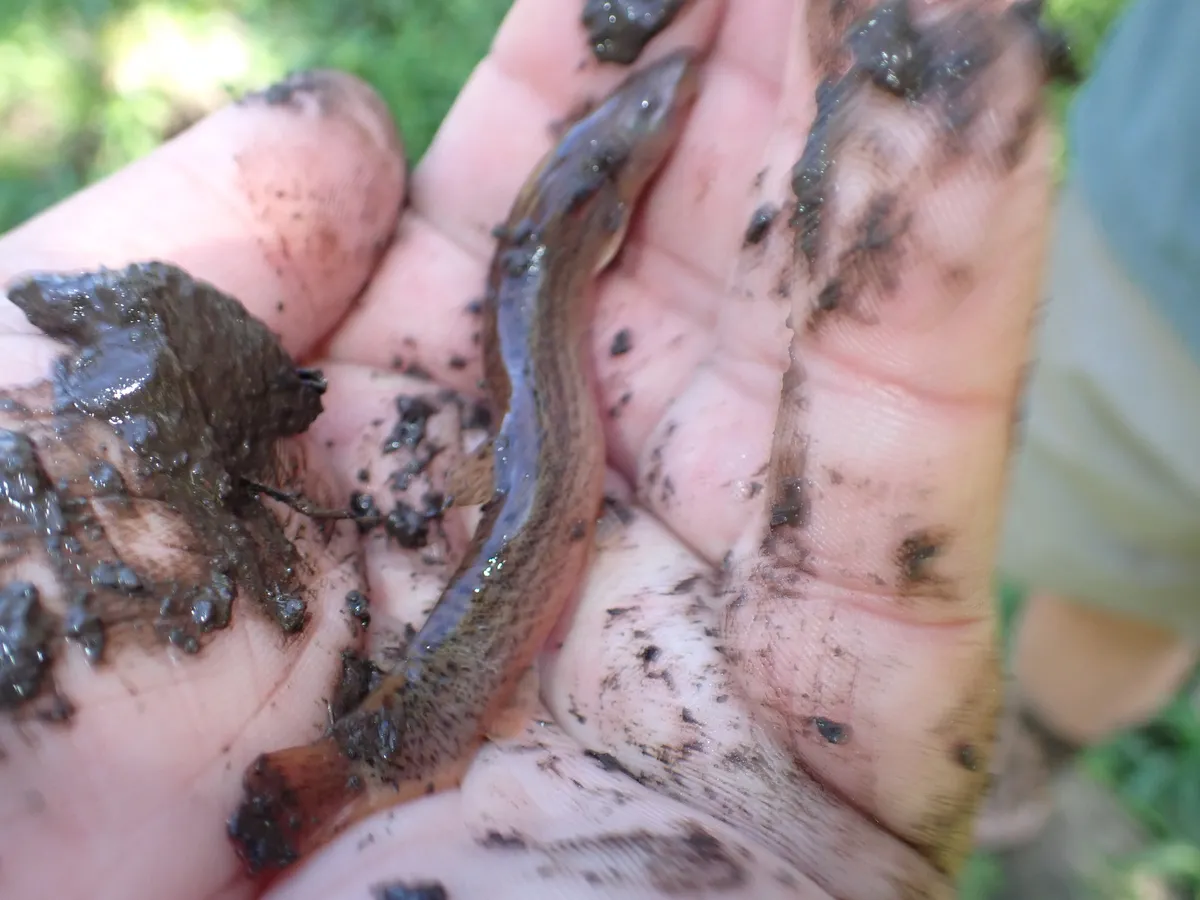 Miniatura: Misgurnus (Misgurnus spp.)