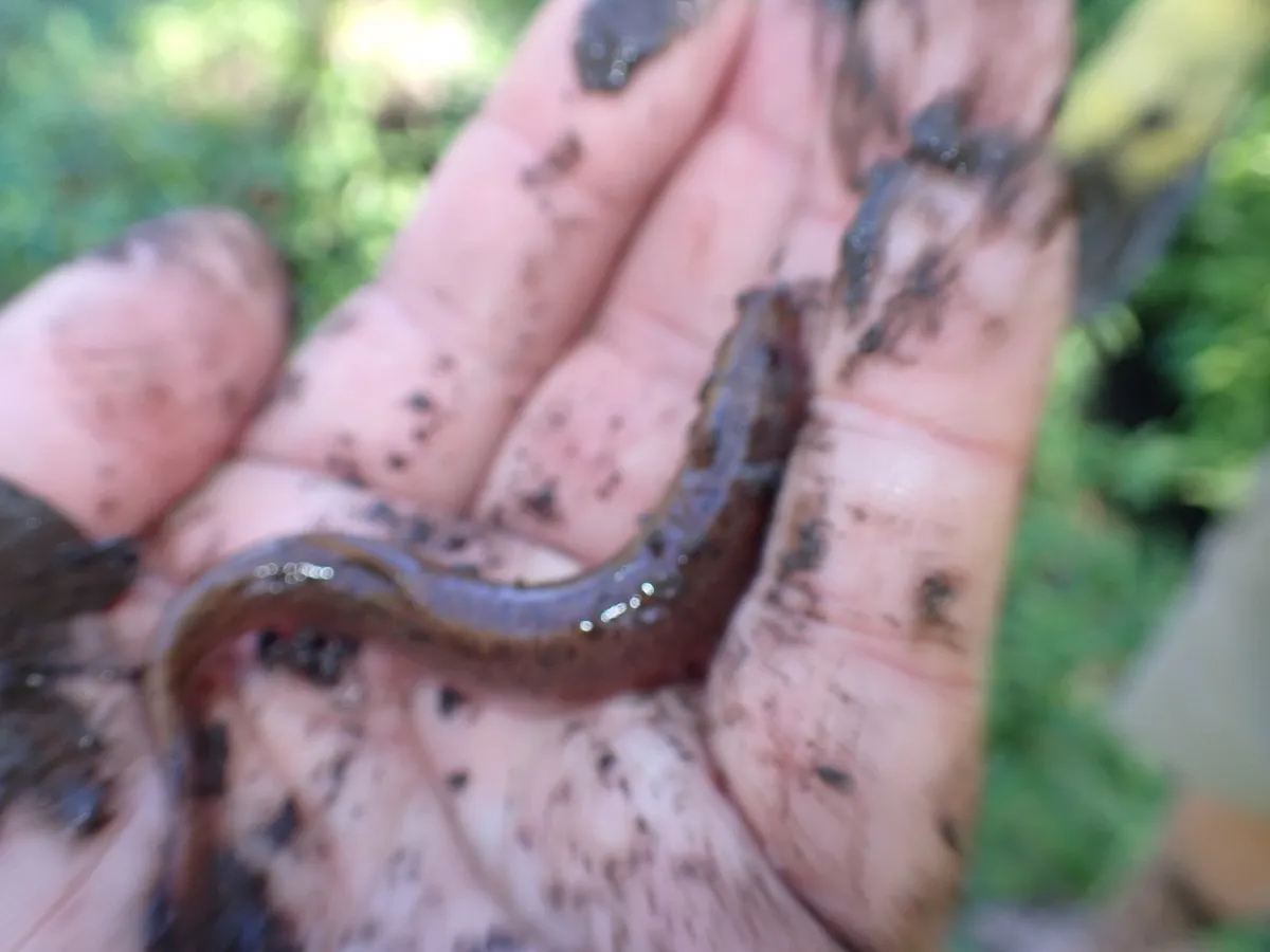 Miniatura: Misgurnus (Misgurnus spp.)
