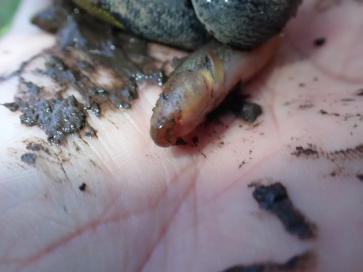 Miniatura: Misgurnus (Misgurnus spp.)