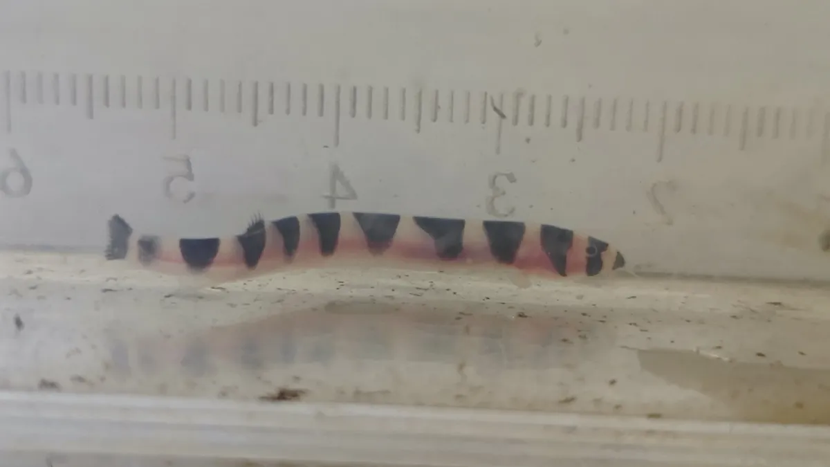 Miniatura: Pangio (Pangio spp.)