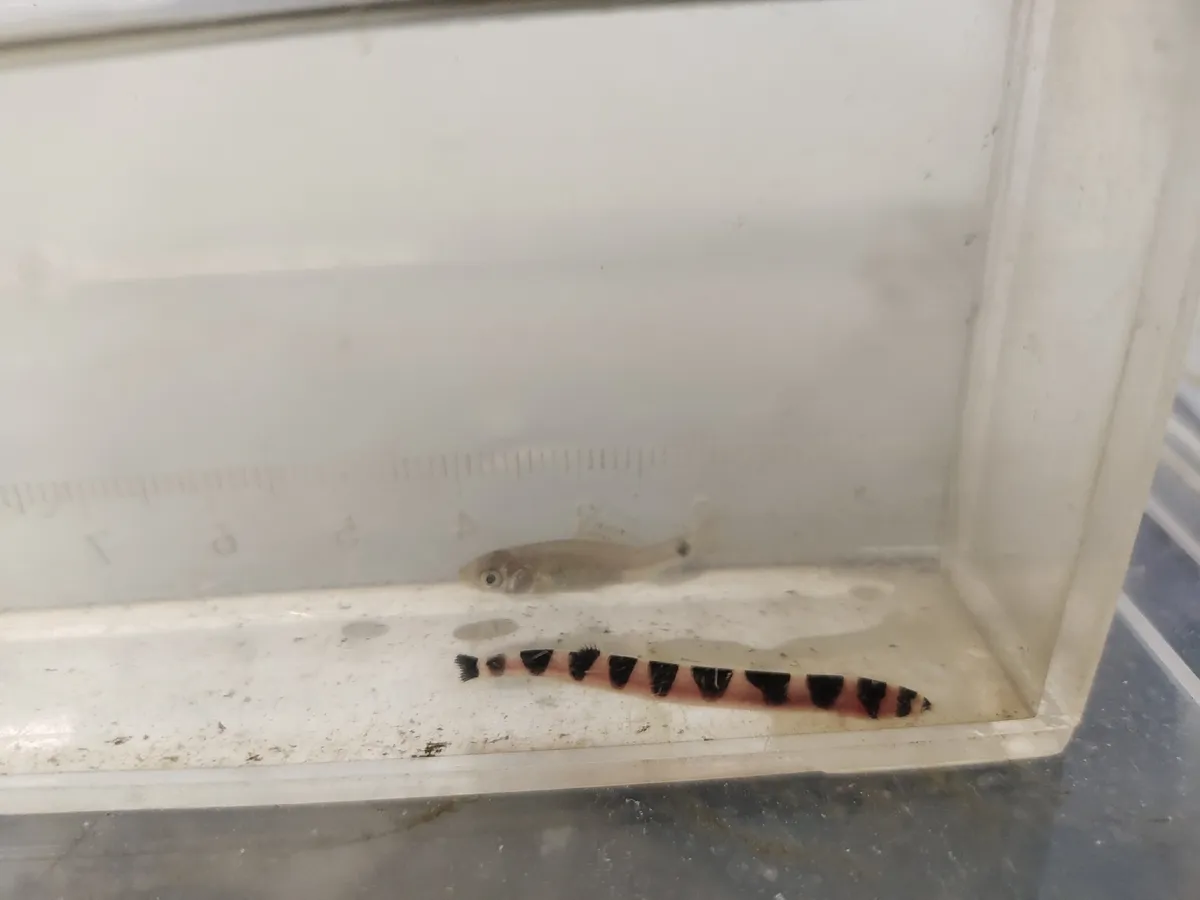Miniatura: Pangio (Pangio spp.)