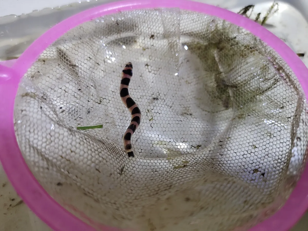 Miniatura: Pangio (Pangio spp.)